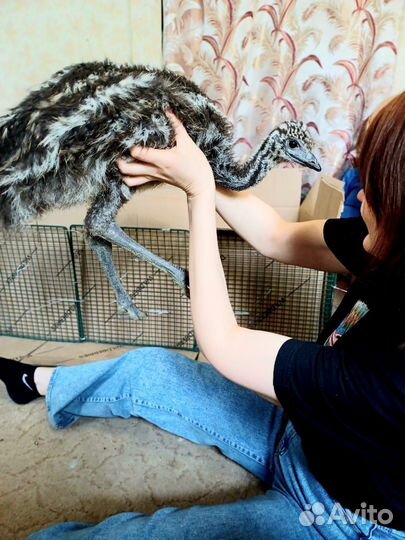 Птичка эмик