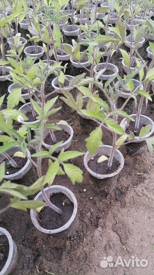Рассада помидоры перец