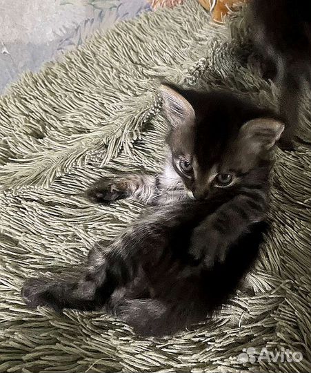 Котята