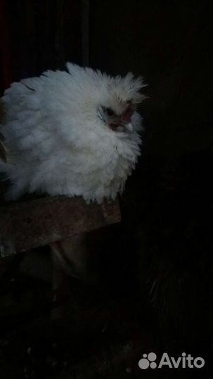 Декоративные курочки и петушки