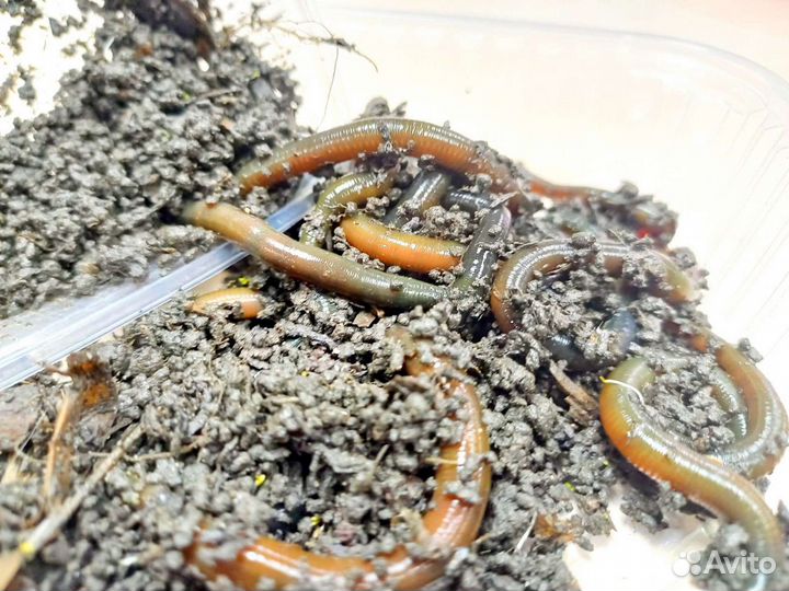 Зелёный червь, червь на воблу