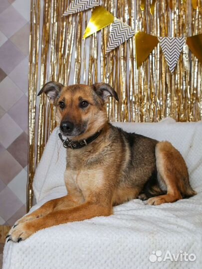 Собаки из приюта