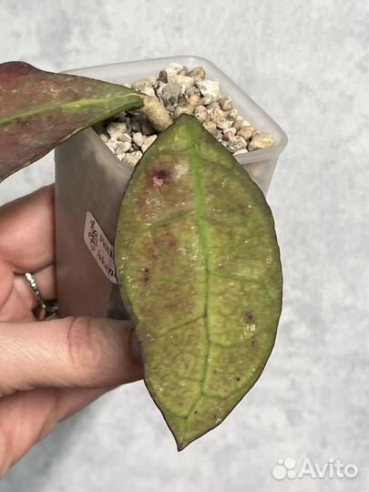 Хойя Лате Искандер клон А