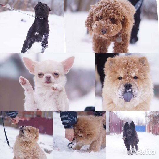 Дрессировка с проживанием у Кинолога (передержка)