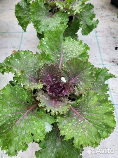 Капуста декоративная
