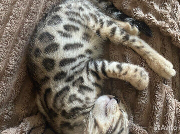 Бенгальская кошка