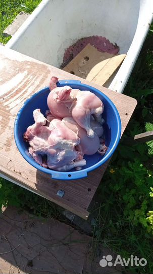 Куры броллеры