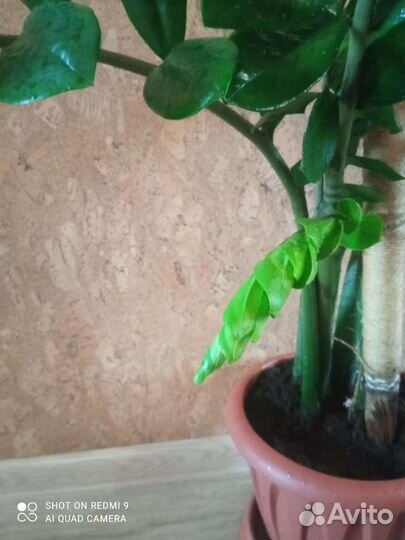 Замиокулькас на 7 веточек