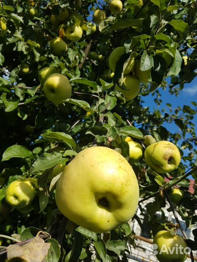 Яблоки домашние