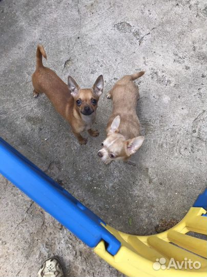 Чихуахуа тип кобби и тип дир