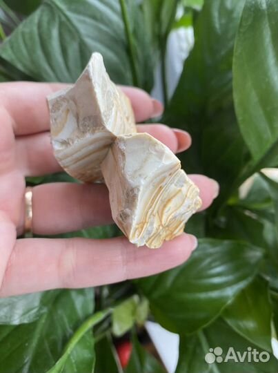 Окаменелое дерево хвойной породы