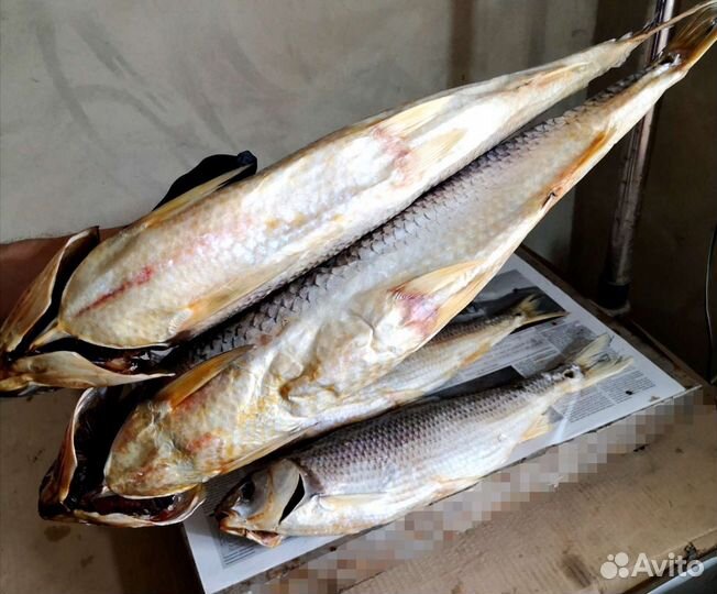 Рыба Кутум, шамайка, рыбец, вобла