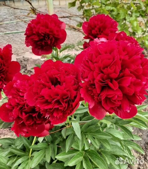 Пионы саженцы корни