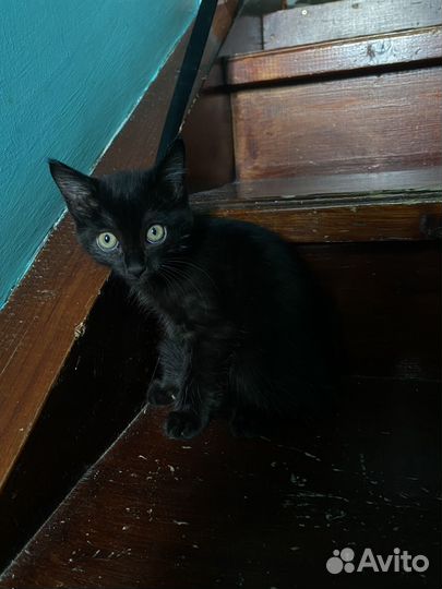 Кошечка в дар бесплатно с домиком и едой и лотком