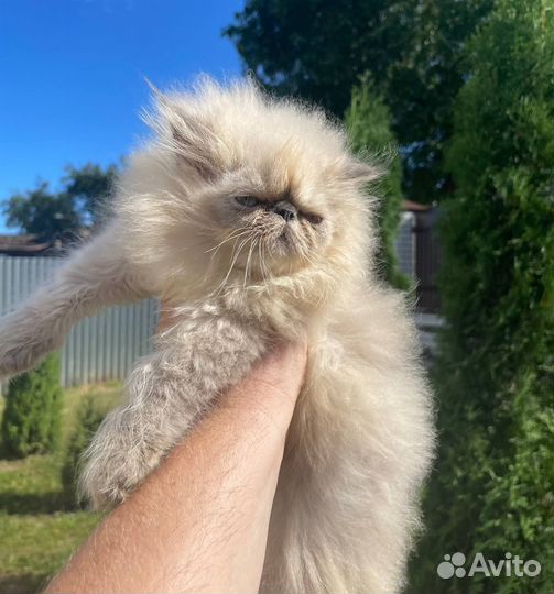 Персидские котята