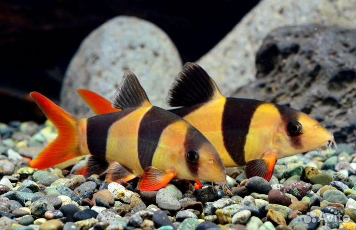 Боция Клоун 5-6см в магазине рыбки аквариумы