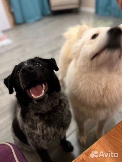 Щенок в добрые руки