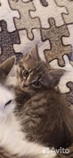 Милый котенок