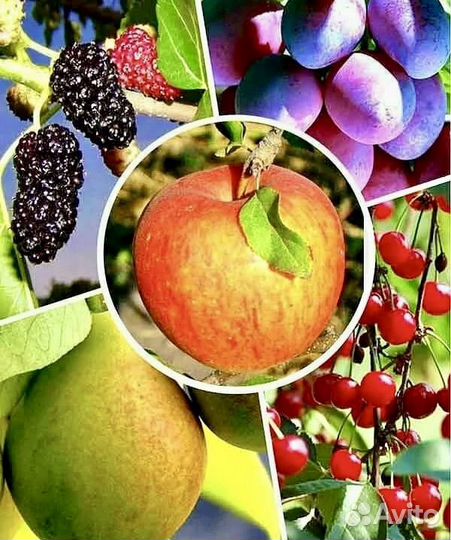 Плодовые декоративные деревья