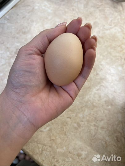 Домашние куриные яйца