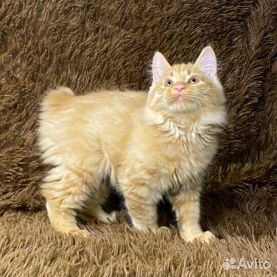 Солнечные мини-рыськи