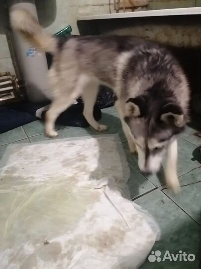 Хаски в добрые руки