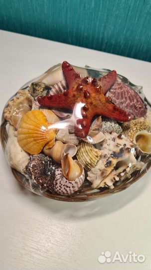 Набор ракушек