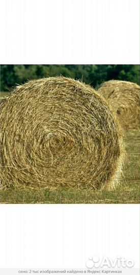 Продам сено в рулонах 2023