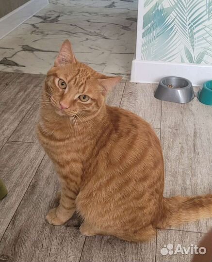 Кот рыжий котЪ