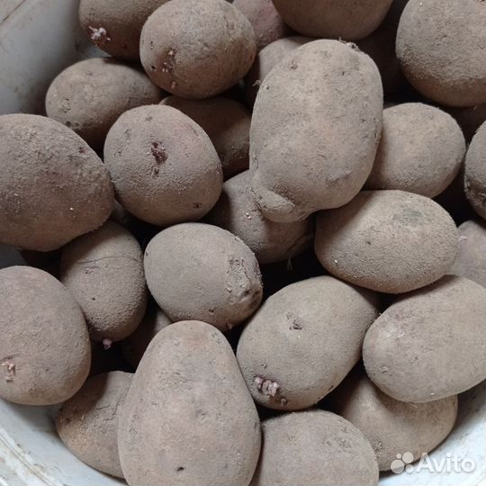 Картофель семенной