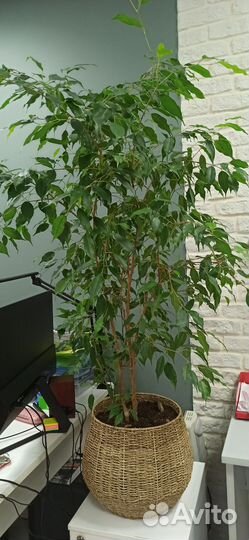 Фикус бенджамина большой