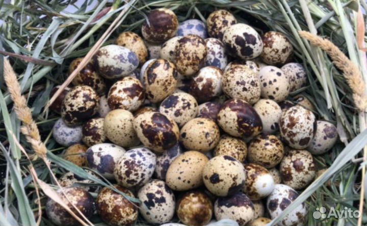 Яйца перепелиные