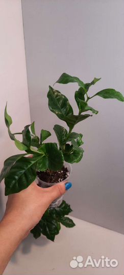 Эписция, кофе, сциндапсус, спатифиллум