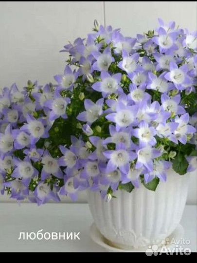 Кампанула жених и невеста