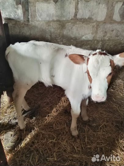 Телята бычки