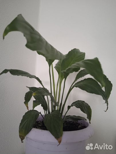 Спатифиллум