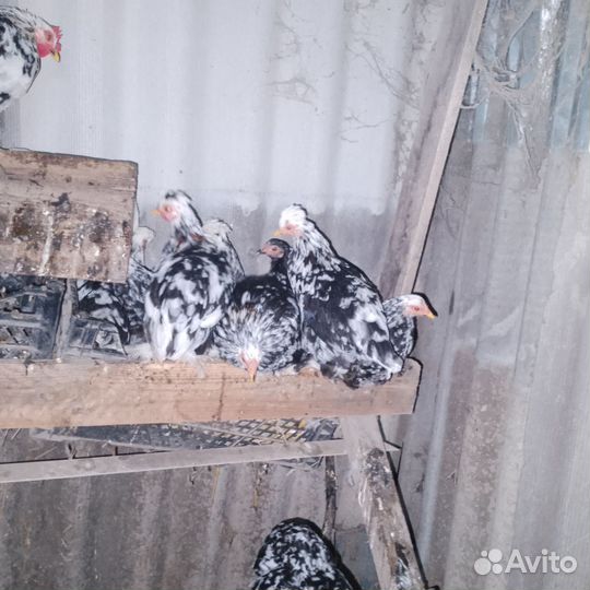 Карликовые куры