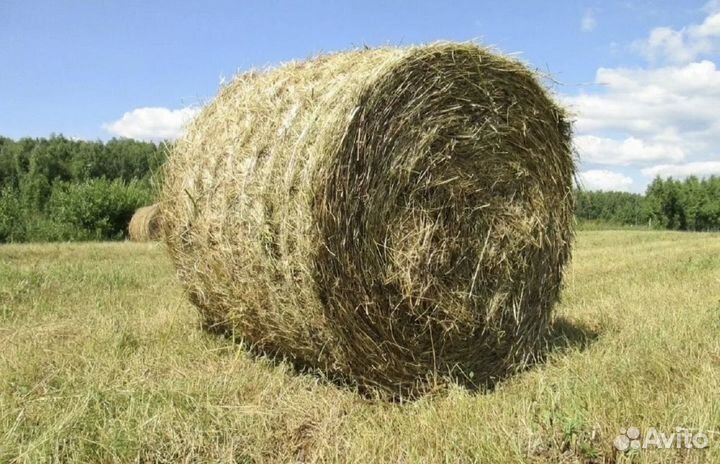 Сено в тюках