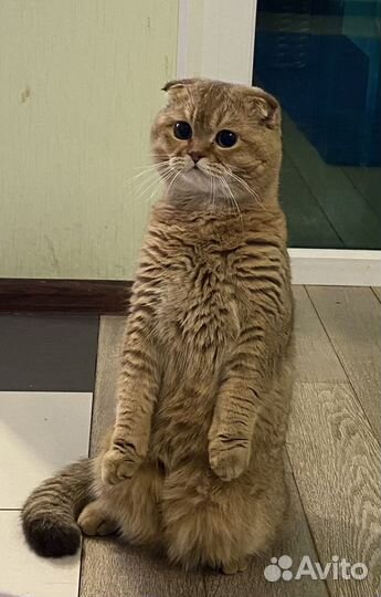 Вязка с шотландским котом