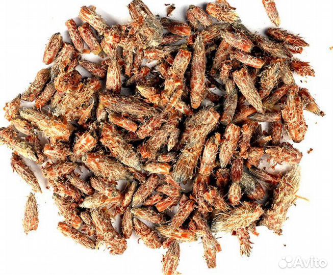 Почка сосны