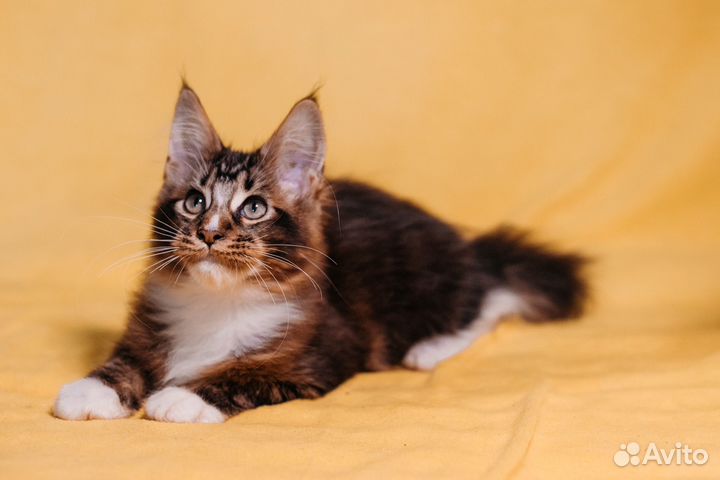 Котята мейн-кун