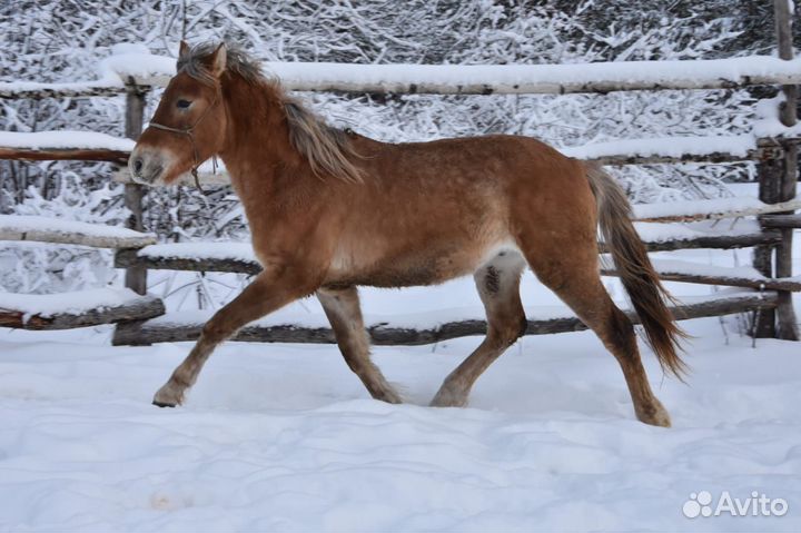 Много лошадей