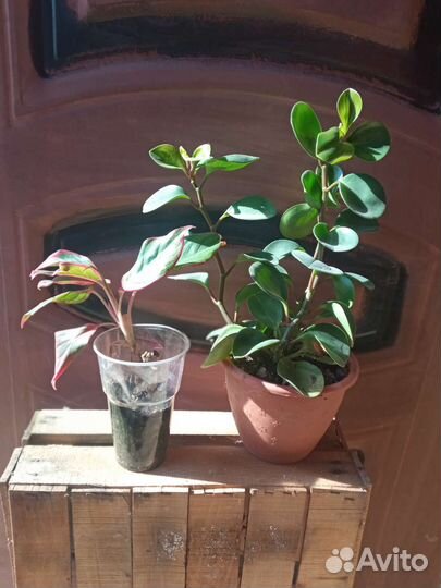 Комнатные растения и суккуленты/кактусы