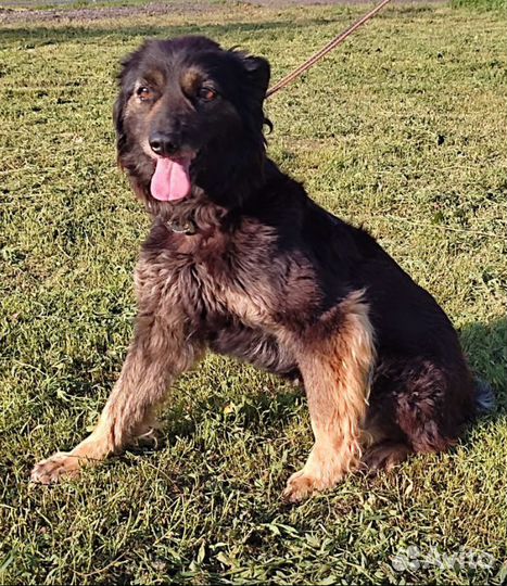 Небольшая собачка в поисках дома