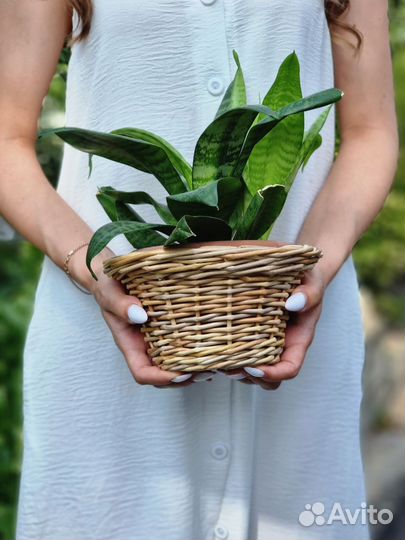 Плетеные корзины, короба, кашпо,вазы