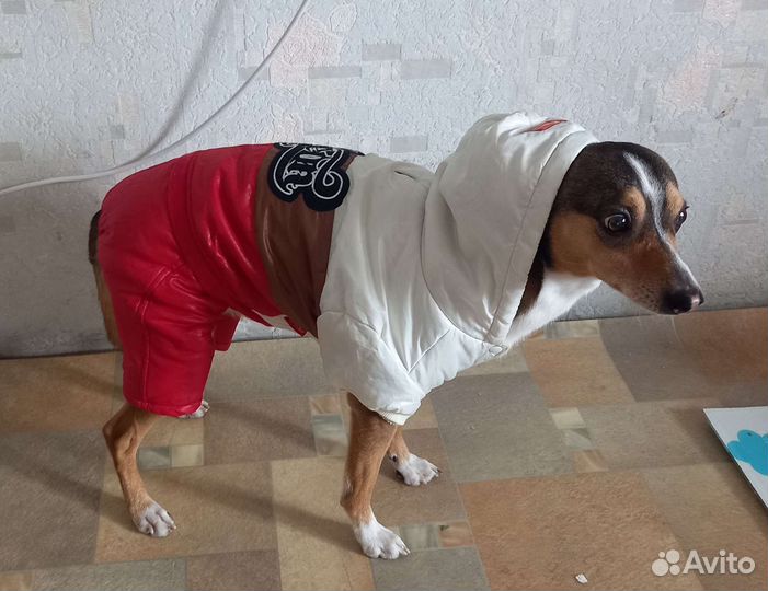 Собачья одежда