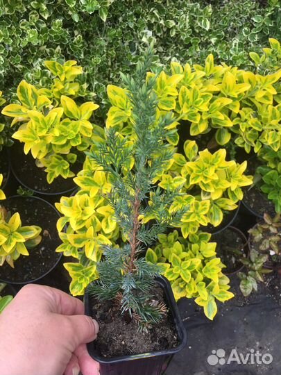 Можжевельник Стрикта