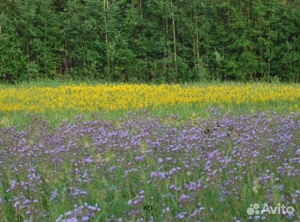 Мёд 24 года из Алтая опт