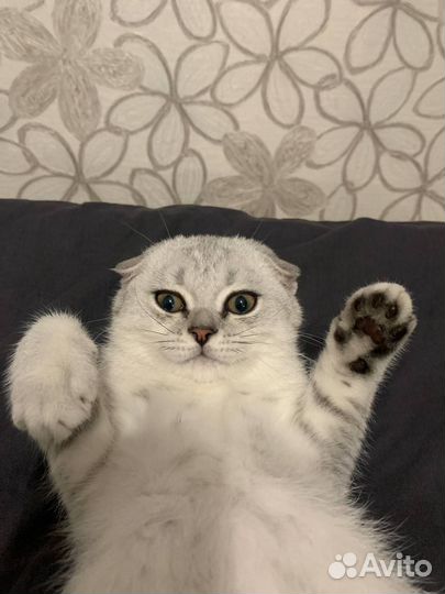 Шотландская вислоухая золотая шиншилла