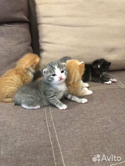 Котята в добрые руки